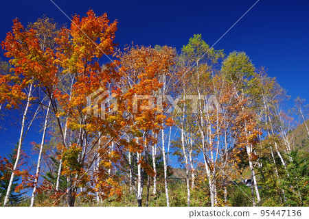 平湯溫泉阿卡達納停車場的紅葉景色 平湯溫泉阿卡達納停車場的紅葉景色 95447136