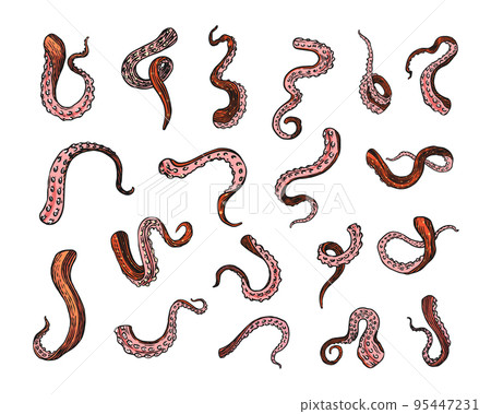 Octopus tentacles. Engraved hand drawn in old sketch, vintage creature for seafood menu or emblems. 95447231