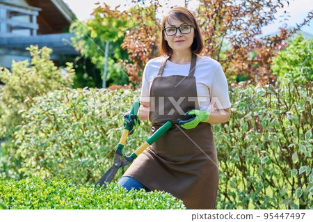 Woman gardener cutting boxwood bush with garden scissors Woman gardener cutting boxwood bush with garden scissors 95447497
