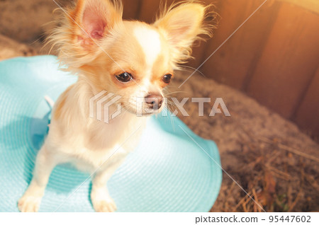 The dog is sitting in a blue hat. Portrait of a mini chihuahua breed. 95447602