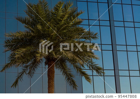 Palm Tree in Front of Modern Office Building Windows 95447808