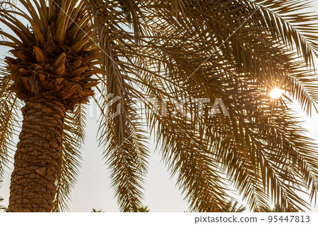 Sunset Behind Palm Trees Sun Shining Through the Leaves Sunset Behind Palm Trees Sun Shining Through the Leaves 95447813
