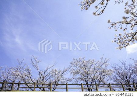 Cherry blossom trees and blue sky 95448135