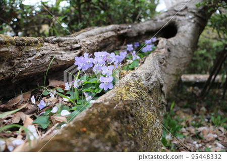 A strong violet rooted in a hollow of a fallen tree 95448332
