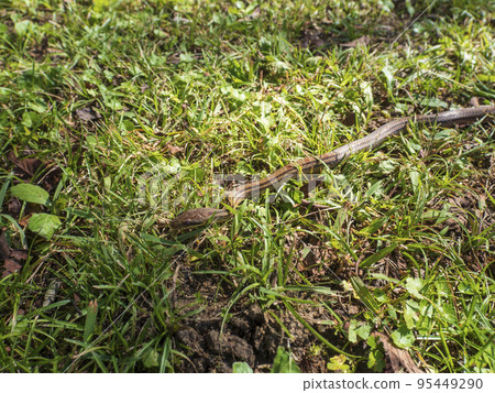 一條小蛇在草叢中爬行 一條小蛇在草叢中爬行 95449290