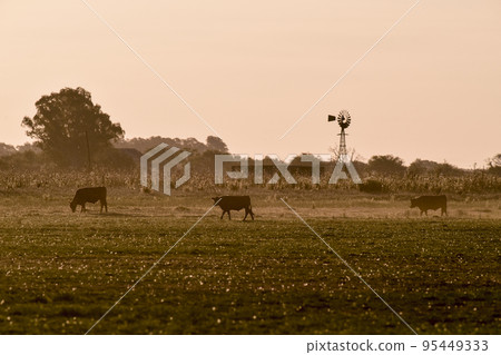 Steers grazing on the Pampas plain, Argentina 95449333