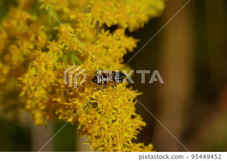 Kigoshishana 95449452