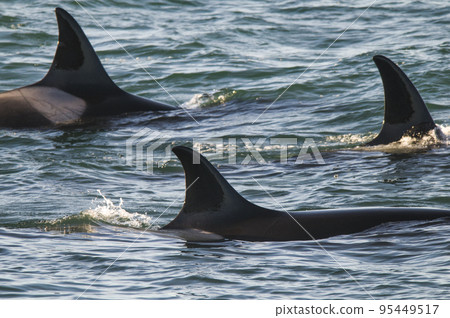 Killer whale hunting on the paragonian coast, Patagonia, Argentina Killer whale hunting on the paragonian coast, Patagonia, Argentina 95449517