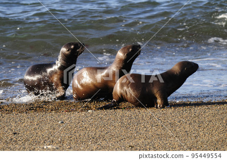 Antarctic fur seal,Arctophoca gazella,on Deception Island beach, Antarctic fur seal,Arctophoca gazella,on Deception Island beach, 95449554