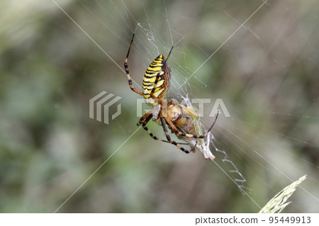 Argiope japonensis 捕食 kobanei nago 95449913