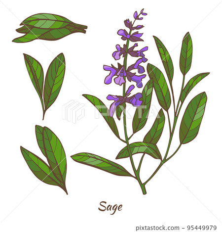 Sage Plant and Leaves in Hand Drawn Style 95449979