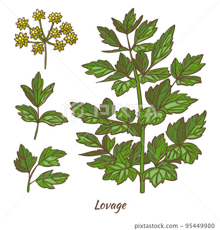 Lovage Plant and Leaves in Hand Drawn Style 95449980