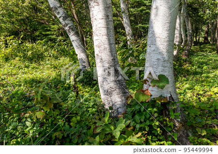 Birch in Akiyama-go Birch in Akiyama-go 95449994