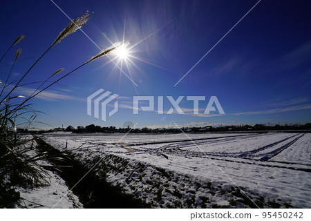 Sunlight in the morning with a snowy field, Japanese pampas grass, and an impressive blue sky Sunlight in the morning with a snowy field, Japanese pampas grass, and an impressive blue sky 95450242
