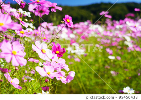 Cosmos 1736 Cosmos 1736 95450438