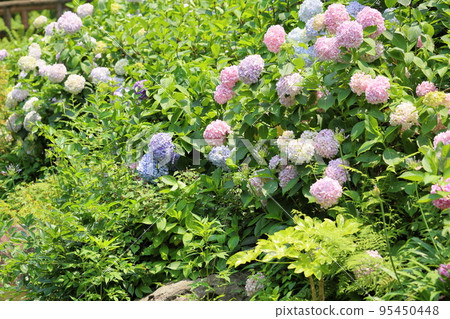 hydrangea flower 95450448