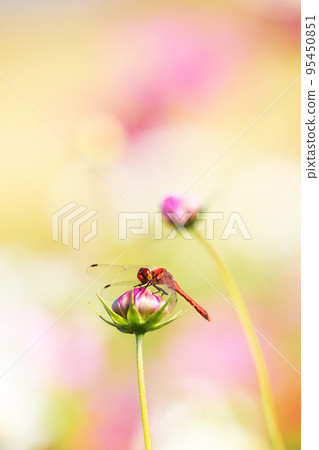 Dragonfly 465 Dragonfly 465 95450851