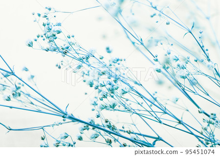 Sesame flower dried flower Sesame flower dried flower 95451074