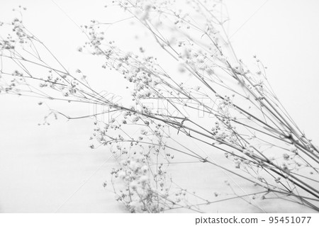 芝麻花乾花 95451077