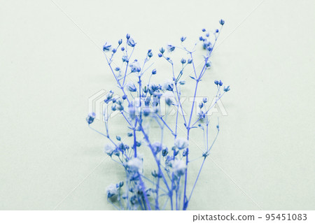 芝麻花乾花 芝麻花乾花 95451083