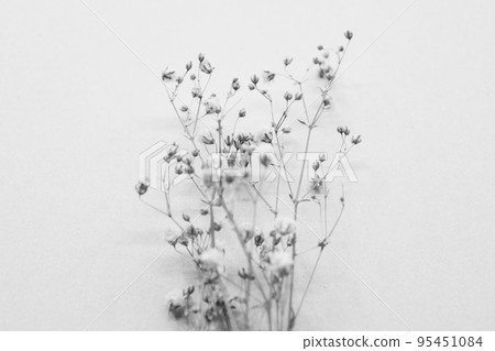 芝麻花乾花 95451084