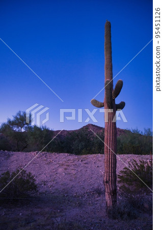 Cactus and nature in Arizona USA Cactus and nature in Arizona USA 95451126