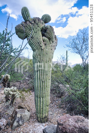 Cactus and nature in Arizona USA 95451128