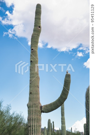 Cactus and nature in Arizona USA 95451129