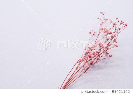 芝麻花乾花 95451143