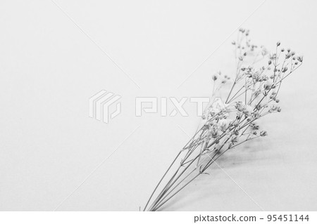 芝麻花乾花 95451144