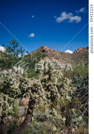 Cactus and nature in Arizona USA 95451224