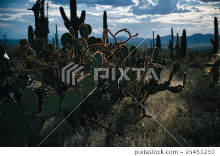 Cactus and nature in Arizona USA Cactus and nature in Arizona USA 95451230