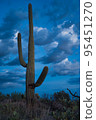 Cactus and nature in Arizona USA Cactus and nature in Arizona USA 95451270