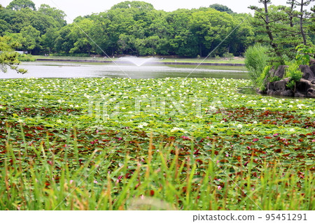 Water lilies Water lilies 95451291
