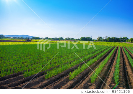 Near the Kanetsu Expressway Hanazono IC, the green onion field in front, the scenery of the farmland, the early summer season 95451306