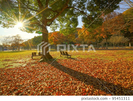 Take a walk in the park that shines in the sunset and get strength for tomorrow 95451311