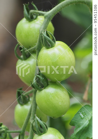 菜園只有你番茄 菜園只有你番茄 95451386