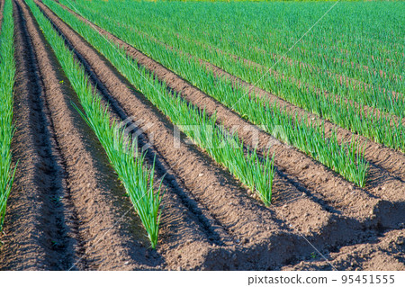 Near the Kanetsu Expressway Hanazono IC Scenery of green onion fields in the early summer season 95451555