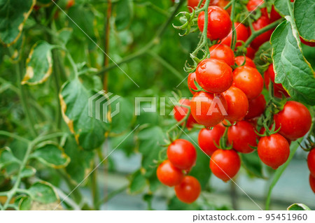 Fresh ripe red tomatoes plant growth in organic greenhouse garden ready to harvest Fresh ripe red tomatoes plant growth in organic greenhouse garden ready to harvest 95451960