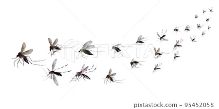Flying mosquitoes isolated on white background Flying mosquitoes isolated on white background 95452058