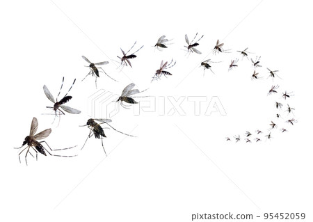 Flying mosquitoes isolated on white background 95452059