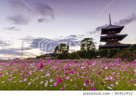 Hokiji Temple, Ikaruga, Nara: The three-storied pagoda and the evening sky beyond the cosmos field 95452452
