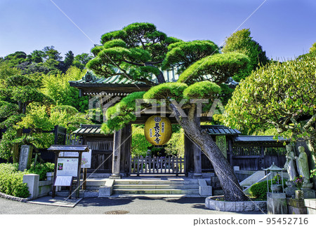 Kamakura Hase-dera temple gate with golden lantern commemorating the 1300th anniversary of the establishment of the principal image (2020) 95452716
