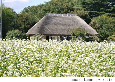 Buckwheat fields in full bloom at Hitachi Seaside Park and Miharashi no Sato 95452718