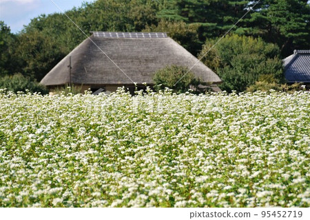 Buckwheat fields in full bloom at Hitachi Seaside Park and Miharashi no Sato Buckwheat fields in full bloom at Hitachi Seaside Park and Miharashi no Sato 95452719