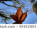 Autumn leaves season 95452803