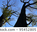 Cherry blossoms that live strongly 95452805