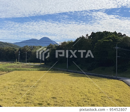 Contrast between rice and nature Contrast between rice and nature 95452807