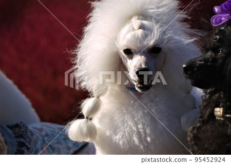 A dog whose fluffy white fur glistens in the sunlight. A dog whose fluffy white fur glistens in the sunlight. 95452924