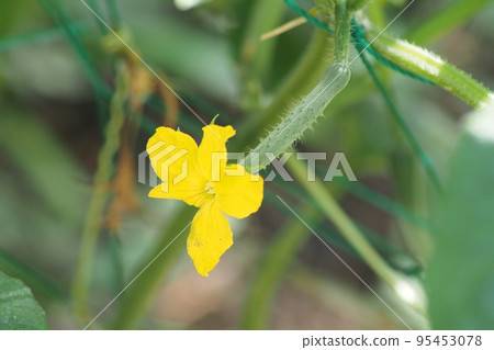 Yellow cucumber flower Yellow cucumber flower 95453078